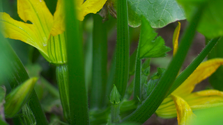 Illustration for article titled The Seven Easiest Vegetables to Grow for Beginner Gardeners
